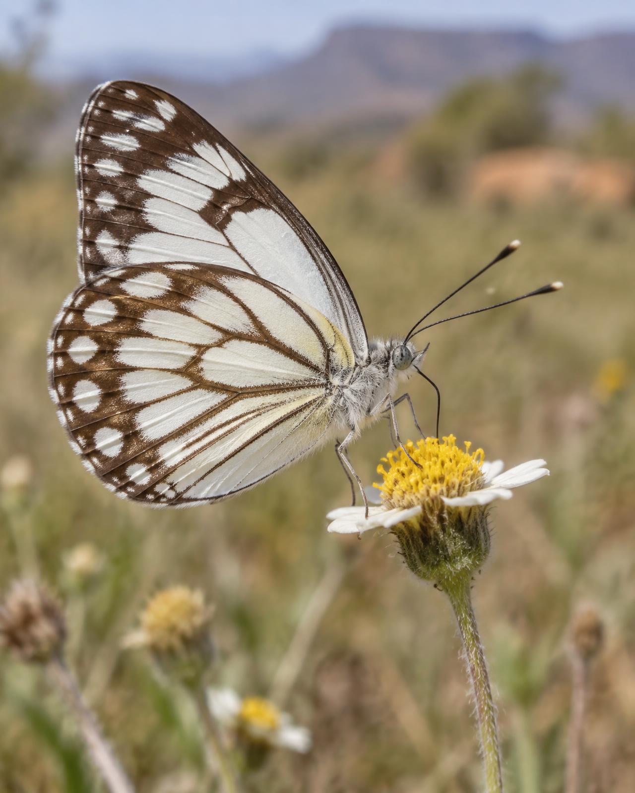 Close-up of a brown-veined white butterfly resting on a small daisy