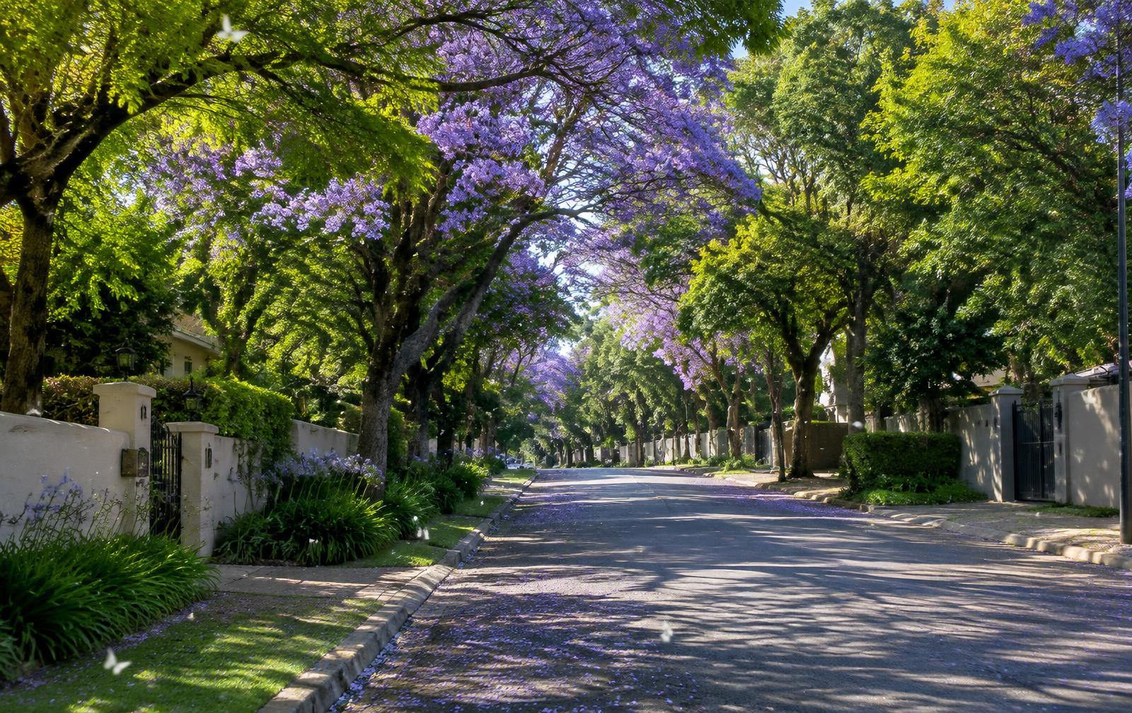 Jacaranda-lined street in a leafy Johannesburg suburb with white butterflies drifting across